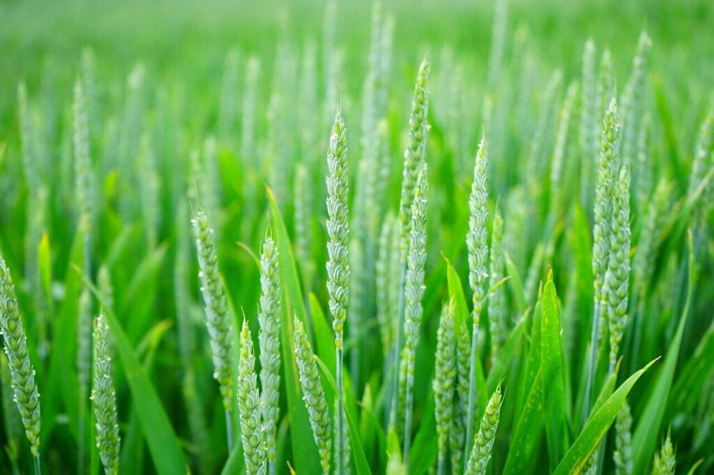 green, wheat, field, grass, wheat field, barley, crops, wheatgrass, wheat crops, arable land, agriculture, farm, farming, cultivation, nature, rural, countryside, wheat, wheat, wheat, wheat, wheat field, barley, crops, agriculture, agriculture, agriculture, agriculture, agriculture, farm, farm, farm, farm, farming, farming